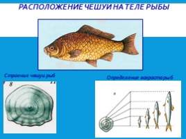 Рыбы: общая характеристика и внешнее строение (8 класс), слайд 12