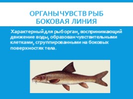 Рыбы: общая характеристика и внешнее строение (8 класс), слайд 16