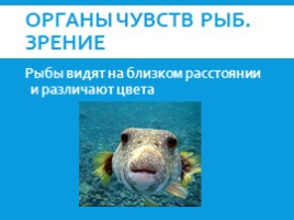 Рыбы: общая характеристика и внешнее строение (8 класс), слайд 17