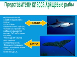 Рыбы: общая характеристика и внешнее строение (8 класс), слайд 5