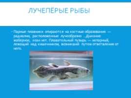 Рыбы: общая характеристика и внешнее строение (8 класс), слайд 6