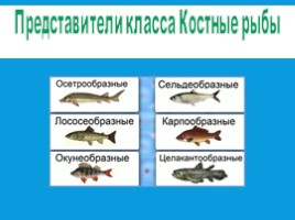 Рыбы: общая характеристика и внешнее строение (8 класс), слайд 7