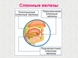 Пищевые продукты и питательные вещества, слайд 31
