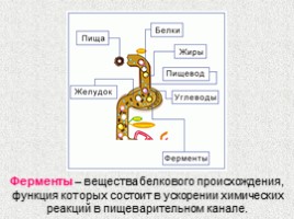 Пищевые продукты и питательные вещества, слайд 35