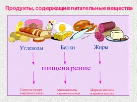 Пищевые продукты и питательные вещества, слайд 4
