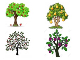 Способы обрезки ветвей у плодовых деревьев (9 класс)