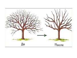 Способы обрезки ветвей у плодовых деревьев (9 класс), слайд 14