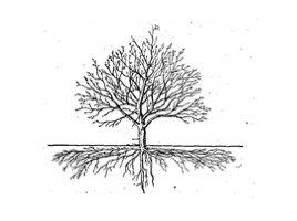 Способы обрезки ветвей у плодовых деревьев (9 класс), слайд 3