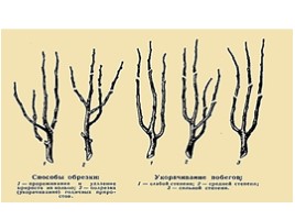 Способы обрезки ветвей у плодовых деревьев (9 класс), слайд 6