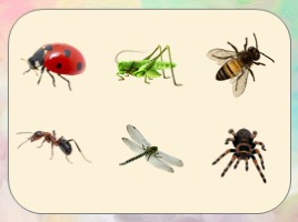 Эти удивительные насекомые в старшей группе (ООД окружающий мир), слайд 7