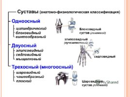 Прерывные и непрерывные соединения костей, слайд 21