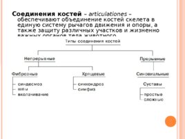 Прерывные и непрерывные соединения костей, слайд 3