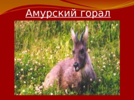 Красная книга Российской Федерации, слайд 20