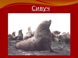 Красная книга Российской Федерации, слайд 7