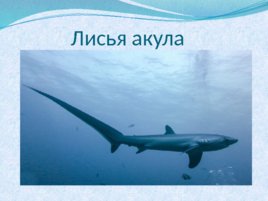 Тип хордовые акулы, слайд 13