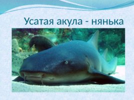Тип хордовые акулы, слайд 18