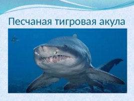 Тип хордовые акулы, слайд 19