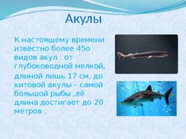 Тип хордовые акулы, слайд 2