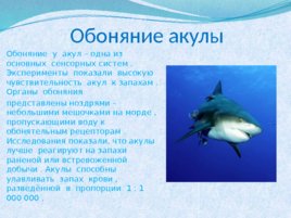 Тип хордовые акулы, слайд 7