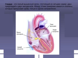 Первая помощь при отсутствии кровообращения остановке сердца, слайд 1