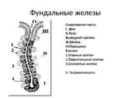 Средний отдел пищеварительной системы, слайд 15