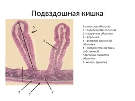 Средний отдел пищеварительной системы, слайд 29