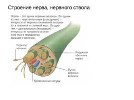 Анатомия ЦНС, слайд 11