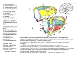 Анатомия ЦНС, слайд 114