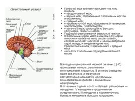 Анатомия ЦНС, слайд 14