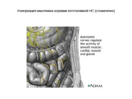 Анатомия ЦНС, слайд 15