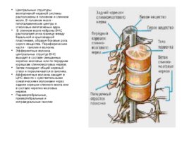 Анатомия ЦНС, слайд 16