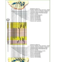 Анатомия ЦНС, слайд 28