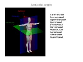 Анатомия ЦНС, слайд 3