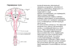 Анатомия ЦНС, слайд 34