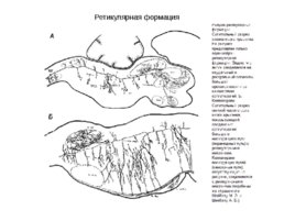 Анатомия ЦНС, слайд 46