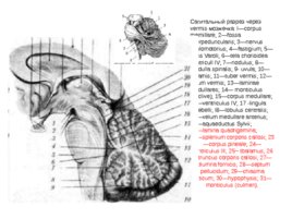 Анатомия ЦНС, слайд 49