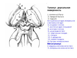 Анатомия ЦНС, слайд 72