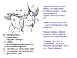 Анатомия ЦНС, слайд 74