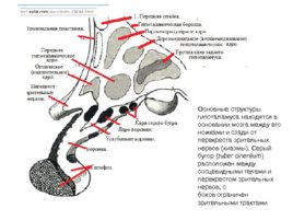 Анатомия ЦНС, слайд 76