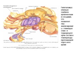 Анатомия ЦНС, слайд 78