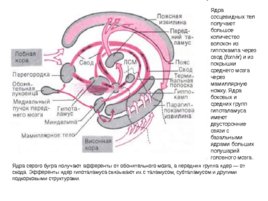 Анатомия ЦНС, слайд 81