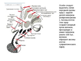 Анатомия ЦНС, слайд 82