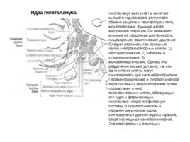 Анатомия ЦНС, слайд 87