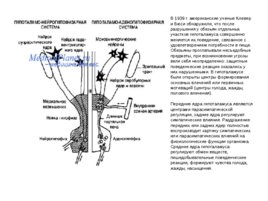 Анатомия ЦНС, слайд 88