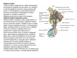 Анатомия ЦНС, слайд 94