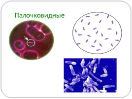Общая Микробиология, слайд 8
