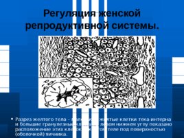 Организация акушерско-гинекологической помощи в России. Роль врача стоматолога в антенатальной охране плода. Менструальный цикл и его регуляция, слайд 77