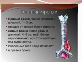 Анатомия и физиология с позиции анестезиологии и реаниматологии, слайд 11