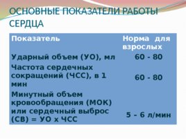 Анатомия и физиология с позиции анестезиологии и реаниматологии, слайд 21