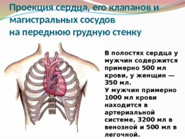 Анатомия и физиология с позиции анестезиологии и реаниматологии, слайд 22